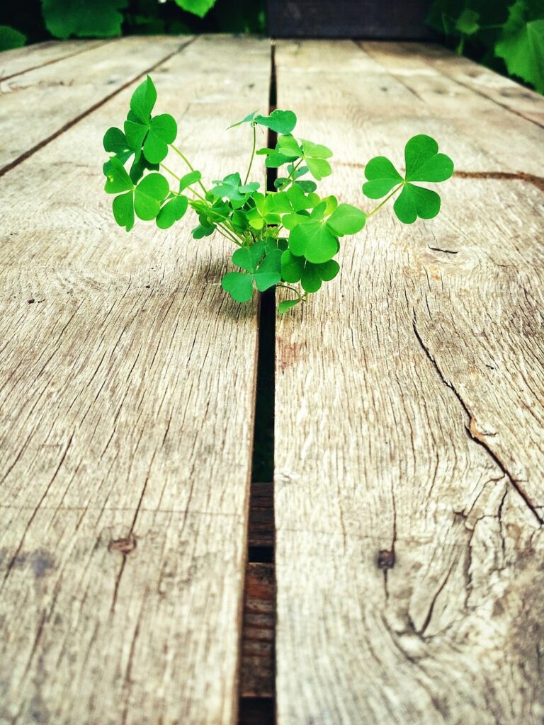 table, beautiful flowers, flora, nature, flower wallpaper, flower background, flower, why